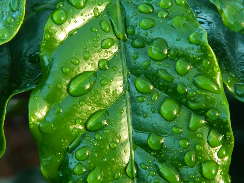 Imagen del artículo: Desintoxica tu Cuerpo: 10 Alimentos Naturales que Limpian tu Organismo